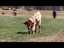 DH CRAZY HORNS