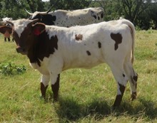 000/1 SHOTTA FIELDER 23/5 X SJ