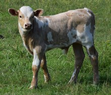 Penuche 25 Bull calf