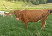 EL HCR BRINDLE SUSAN