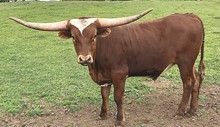 Rio Red Steer