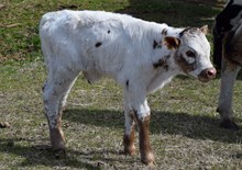 Oplays 25 Bull