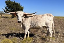 087/1 GIDDY UP ALLEN 74/8 X HI
