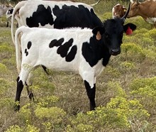 035/1 EBONY IVORY 61/8 X JT