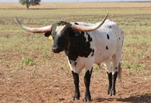 TS Vaquero 35/19