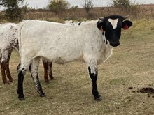 046/1 SHOCKING SWEET IRON 322/8 X JT