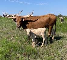 051/0 BUBBA'S TEMPTING COWGIRL 23/2 X RD