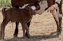 Bull calf