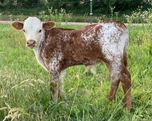 SC COWTOWN BILLY THE KID