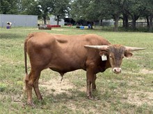 ERZ RED HEADED STRANGER