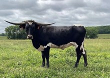 SEE4's Maid in Clover