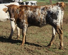 062/7 BUBBA'S LADY 80/3 X HI