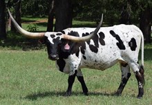 OL PENUCHIE