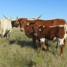 HOLY COW SISTER 065/6