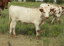 070/7 SHOTTA FIELDER 23/5 X SW