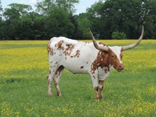 BCR ESPECIALLE 141