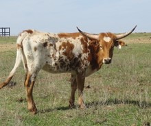 079/9 BENCHMARK REBEL X RD