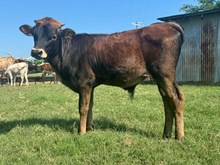 Frannie Bull Calf