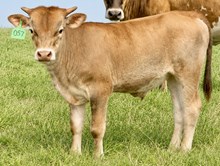 SHERIDAN X CASANOVAS ROYALTY bull
