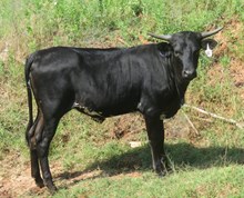 SUPER WEALTHY MISS 84/6