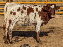 BSL Wink Heifer