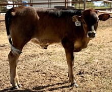 J & T's Hannah Bull Calf