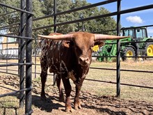 G&A COWBOY'S DUST