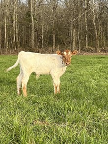Dunn Showgirl x LC Shot Over Aces