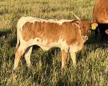 Summer Queen 26 bull