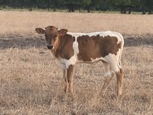 TEXAS TAZ