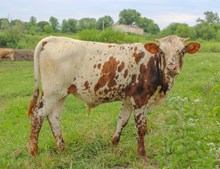 MIDWEST TOP GUN X MCR BURR ANN