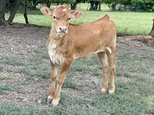 Higher Ground x Poetry Embyo heifer