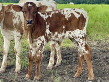 Texas Jim x Social Butterfly bull