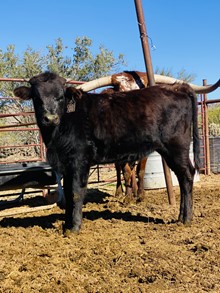Unnamed heifer