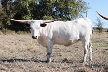 HK Lady Drover
