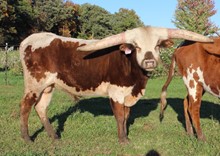 REAGAN TEXA