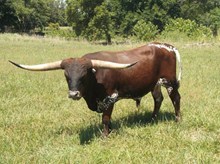 BULL 1/13