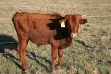 RJF QUINTESSENTIALLY BULL TAG 249