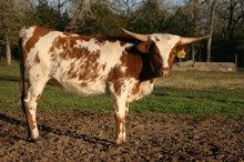 RJF Casanova Sheza TAG 289