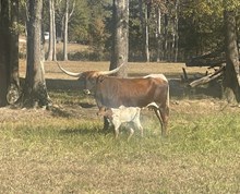 Bull Casino Claire X LC Shot Over Aces