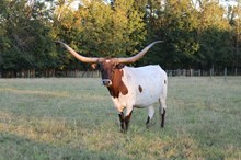 LC Rockette