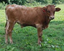 SUPER BUTTERSCOTCH STEER
