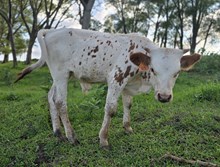 Legal Calf