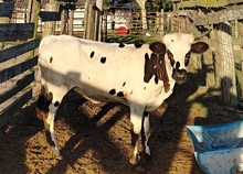NICE SADDLE SPICE CL