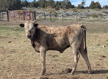 SSR Dusty Roan