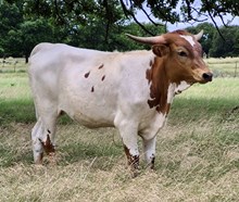 BL VELVET 520