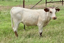 BL MOLLY 549