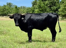 GALLOP CHEX 534