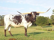 Mo-Sara II
