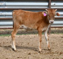 Dark Dust X Catch a Cowboy bull 454